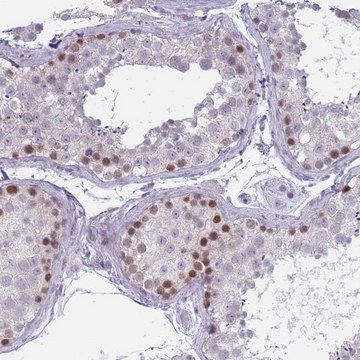 Anti-ZKSCAN2 antibody produced in rabbit Prestige Antibodies&#174; Powered by Atlas Antibodies, affinity isolated antibody, buffered aqueous glycerol solution