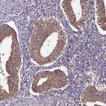 Anti-UFM1 antibody produced in rabbit Prestige Antibodies&#174; Powered by Atlas Antibodies, affinity isolated antibody, buffered aqueous glycerol solution