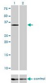Monoclonal Anti-EIF2S1 antibody produced in mouse clone 3H12-C11, purified immunoglobulin, buffered aqueous solution