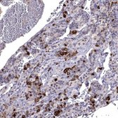 Anti-SCG5 antibody produced in rabbit Prestige Antibodies&#174; Powered by Atlas Antibodies, affinity isolated antibody