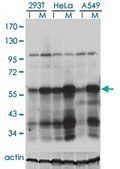 Monoclonal Anti-PLK1 antibody produced in mouse clone 2G12, purified immunoglobulin, buffered aqueous solution
