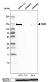Anti-CD68 antibody produced in rabbit Prestige Antibodies&#174; Powered by Atlas Antibodies, affinity isolated antibody, buffered aqueous glycerol solution