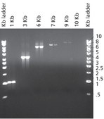 JumpStart&#8482; Taq DNA Polymerase with MgCl2