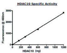 HDAC10 FLAG tag active human recombinant, expressed in baculovirus infected Sf9 cells, &#8805;38% (SDS-PAGE)