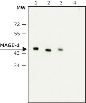 Monoclonal Anti-MAGE-1 antibody produced in mouse ~2&#160;mg/mL, clone MA454, purified immunoglobulin, buffered aqueous solution
