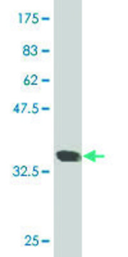 Monoclonal Anti-SMARCD2 antibody produced in mouse clone 2C2, purified immunoglobulin, buffered aqueous solution