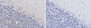 Anti-VGAT Antibody, clone 2E6 ZooMAb&#174; Rabbit Monoclonal recombinant, expressed in HEK 293 cells