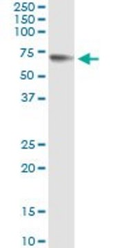Monoclonal Anti-GPC5 antibody produced in mouse clone 1C9, purified immunoglobulin, buffered aqueous solution