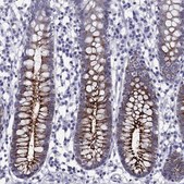 Anti-OLFM4 Prestige Antibodies&#174; Powered by Atlas Antibodies, affinity isolated antibody