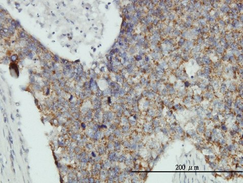 Monoclonal Anti-MRPL12 antibody produced in mouse clone 3B12-1A3, purified immunoglobulin, buffered aqueous solution
