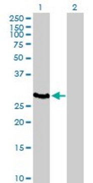Anti-HLA-DOA antibody produced in mouse purified immunoglobulin, buffered aqueous solution