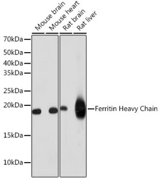 Anti-Ferritin Heavy Chain Antibody, clone 1Q10I7, Rabbit Monoclonal