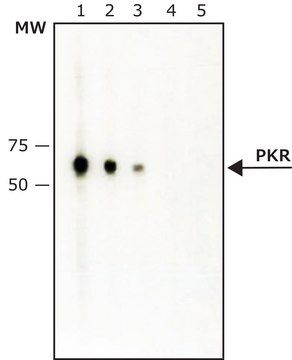 Anti-PKR (ET-20) antibody produced in rabbit IgG fraction of antiserum, buffered aqueous solution