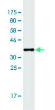 Monoclonal Anti-ASXL1 antibody produced in mouse clone 6E2, purified immunoglobulin, buffered aqueous solution