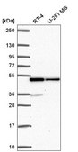 Anti-HNRNPF antibody produced in rabbit Prestige Antibodies&#174; Powered by Atlas Antibodies, affinity isolated antibody