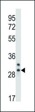 ANTI-CELA2A (C-TERM) antibody produced in rabbit IgG fraction of antiserum, buffered aqueous solution