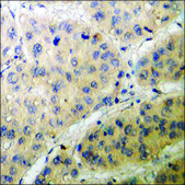 Anti-phospho-c-PLA2 (pSer505) antibody produced in rabbit affinity isolated antibody