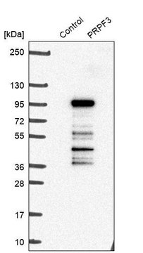 Anti-PRPF3 antibody produced in rabbit Prestige Antibodies&#174; Powered by Atlas Antibodies, affinity isolated antibody, buffered aqueous glycerol solution