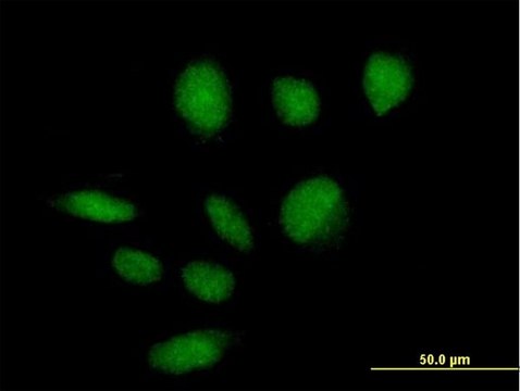 Anti-ZBTB39 antibody produced in mouse IgG fraction of antiserum, buffered aqueous solution