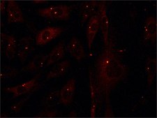 Anti-&#947;-Tubulin (AK-15) antibody produced in rabbit IgG fraction of antiserum, buffered aqueous solution