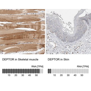 Anti-DEPTOR antibody produced in rabbit Prestige Antibodies&#174; Powered by Atlas Antibodies, affinity isolated antibody, buffered aqueous glycerol solution, Ab1