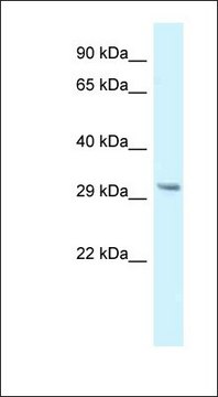 Anti-GNMT antibody produced in rabbit affinity isolated antibody