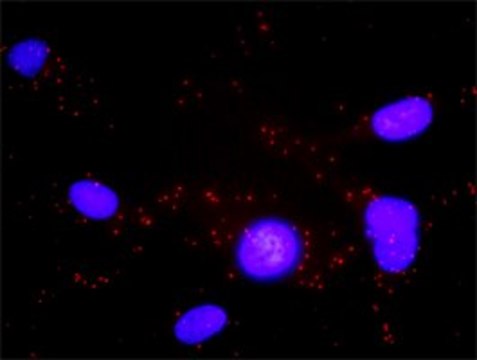 Anti-BLR1 antibody produced in rabbit purified immunoglobulin, buffered aqueous solution