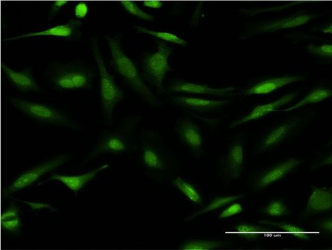Monoclonal Anti-CALCOCO2, (C-terminal) antibody produced in mouse clone 1A11, purified immunoglobulin, buffered aqueous solution