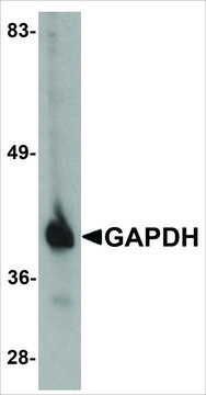 Anti-GAPDH antibody produced in chicken affinity isolated antibody, buffered aqueous solution