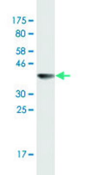 Monoclonal Anti-CSE1L antibody produced in mouse clone 2F4, ascites fluid, solution