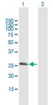 Anti-RGS20 antibody produced in mouse purified immunoglobulin, buffered aqueous solution