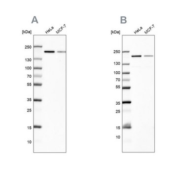 Anti-ROCK2 antibody produced in rabbit Prestige Antibodies&#174; Powered by Atlas Antibodies, affinity isolated antibody