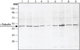 Anti-&#947;-Tubulin (DQ-19) antibody produced in rabbit IgG fraction of antiserum, buffered aqueous solution