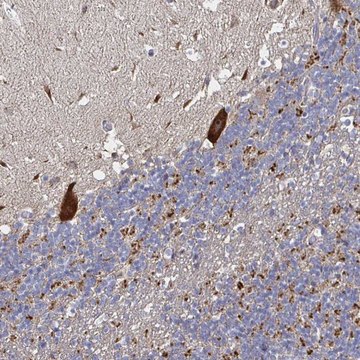 Anti-NRSN1 antibody produced in rabbit Prestige Antibodies&#174; Powered by Atlas Antibodies, affinity isolated antibody, buffered aqueous glycerol solution