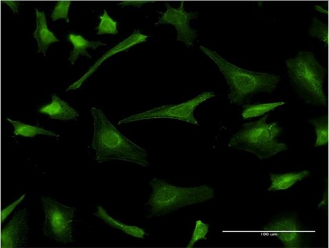 Monoclonal Anti-PLP1 antibody produced in mouse clone 2D7, purified immunoglobulin, buffered aqueous solution