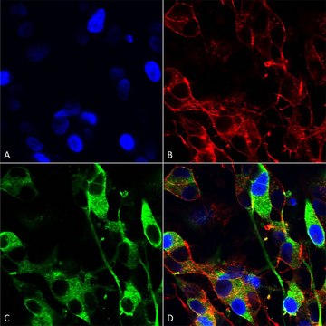 Monoclonal Anti-Gfap - Fitc antibody produced in mouse clone S206A-8, purified immunoglobulin