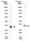 Anti-xCT Antibody, clone 3A12