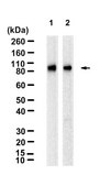 Anti-TLR2 Antibody, clone 1J19 ZooMAb&#174; Rabbit Monoclonal recombinant, expressed in HEK 293 cells
