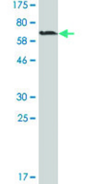 Monoclonal Anti-MAGEA11 antibody produced in mouse clone 1C11, ascites fluid