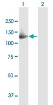 Anti-GAS2L2 antibody produced in mouse purified immunoglobulin