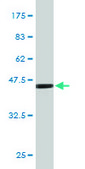 Monoclonal Anti-FGF21 antibody produced in mouse clone 2F11, purified immunoglobulin, buffered aqueous solution