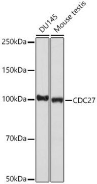 Anti-CDC27 Antibody, clone 7U5A3, Rabbit Monoclonal