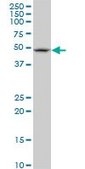 Monoclonal Anti-FBXL3, (N-terminal) antibody produced in mouse clone 1A3, purified immunoglobulin, buffered aqueous solution