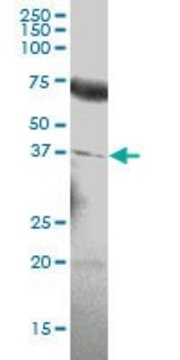 Anti-PDGFC antibody produced in mouse IgG fraction of antiserum, buffered aqueous solution