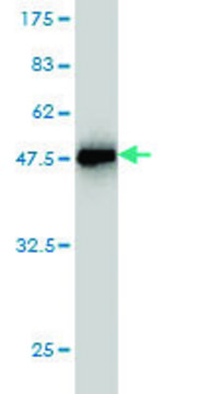 Monoclonal Anti-PRL, (C-terminal) antibody produced in mouse clone 1E1, purified immunoglobulin, buffered aqueous solution