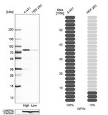 Anti-OPTN antibody produced in rabbit Ab1, Prestige Antibodies&#174; Powered by Atlas Antibodies, affinity isolated antibody, buffered aqueous glycerol solution