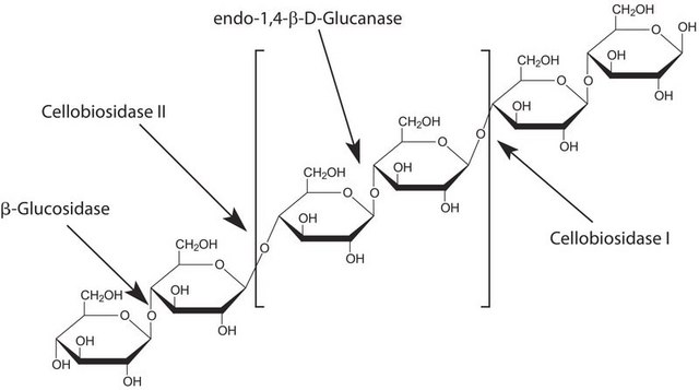 CELLULYSIN&#8482; Cellulase, Trichoderma viride