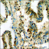 Anti-phospho-S6 Ribosomal Protein (pSer235) antibody produced in rabbit affinity isolated antibody