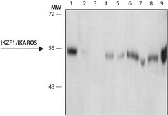 Anti-IKZF1/IKAROS antibody, Mouse monoclonal clone E1.14, purified from hybridoma cell culture