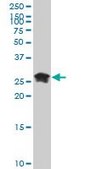 ANTI-HMGB2 antibody produced in mouse clone 3D2, purified immunoglobulin, buffered aqueous solution